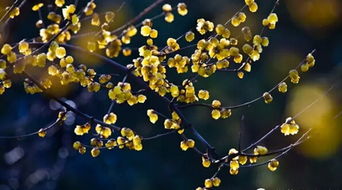 腊梅与芥川龙之介：一场跨时空的文学对话