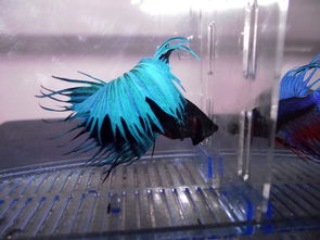 我的动物朋友：斗鱼——那些年与它们的点滴回忆