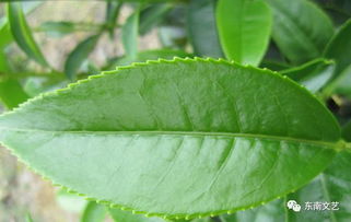 总有一处风景让你不虚此行：白帝城的湿气与茶香