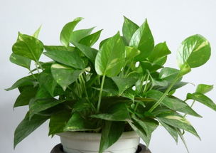 人养花，花亦养人：一场与自然的双向奔赴