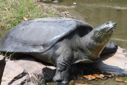 斑鳖的生态环境