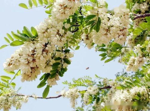 诗歌｜槐花落：记忆深处的清香与故事