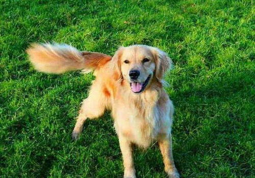 一只小狗正在摇尾巴