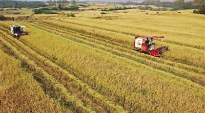 乡村田野丰收景象