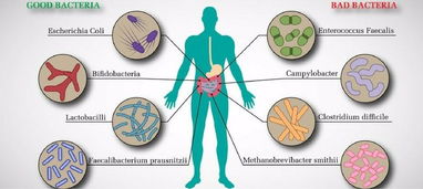 肠道微生物群结构