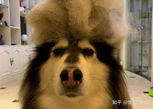 男子独自乘坐电梯被阿拉斯加袭击事件始末