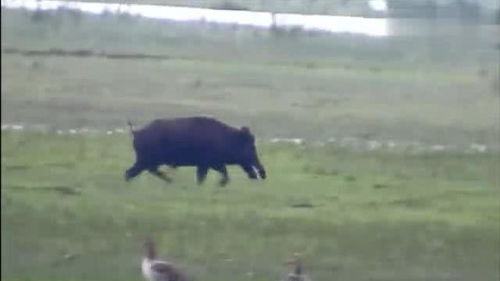 南京再现野猪闯入江苏电视台大院，全城寻猪行动开始！
