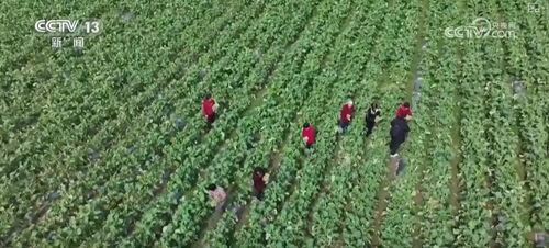 晶花池保护措施