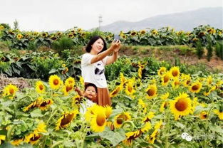 游客在花海中拍照留念