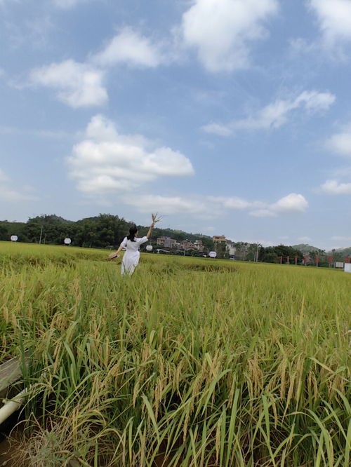 一片金黄的稻田