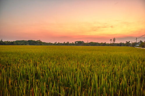 夕阳下的田野