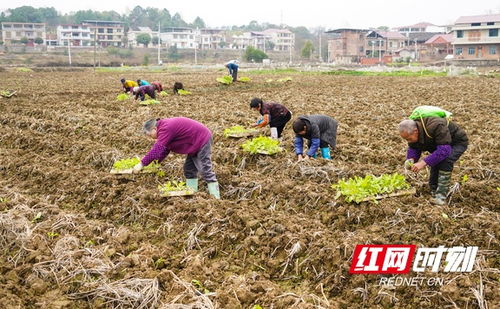 农民在田间劳作
