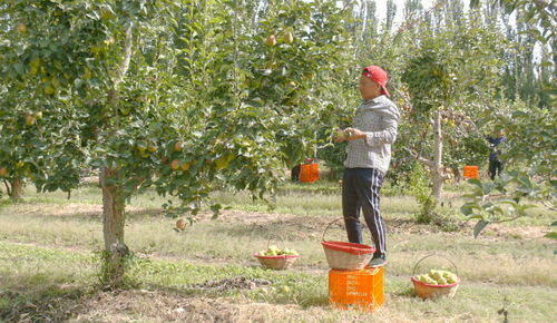 丰收的枇杷果园