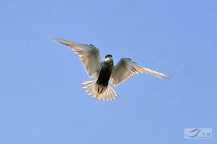 小心！隐翅虫上身千万别拍，教你正确处理方法