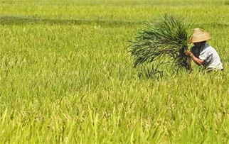 农民在稻田中劳作