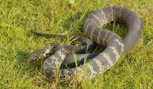 今年首个“蛇年蛇月蛇日蛇时”来了，你知道它的特别之处吗？