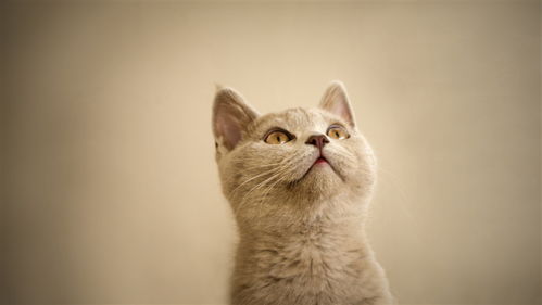 张译的猫与生活的平衡：从忙碌到停一停