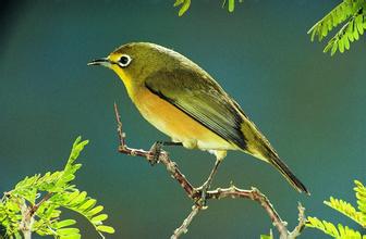 一只飞翔的小鸟