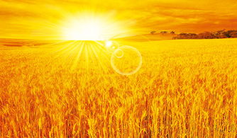 一片金色的麦田