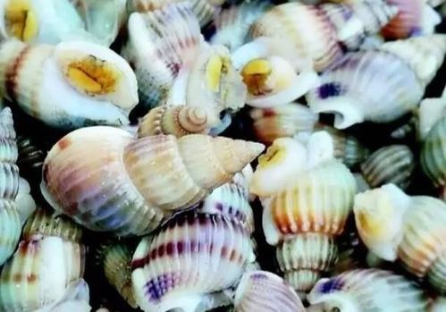 湘江边惊现大量螺类生物，专家提醒：千万别随便吃！