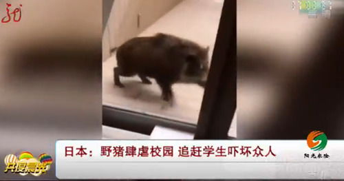 野猪为何频频闯入南京？背后隐藏的生态警示