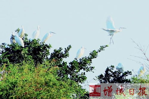 鸟鸣二三粒：一场与自然的邂逅