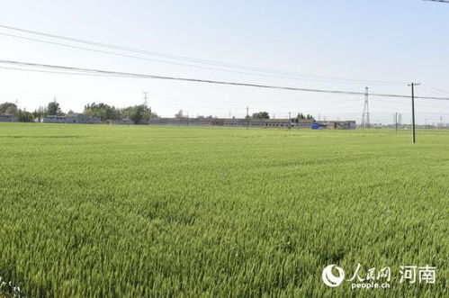 首季中国经济观察：四良融合助力粮油生产开局良好