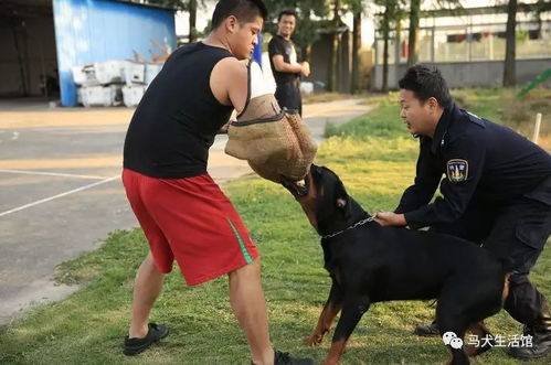 警犬训练