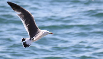 一只飞翔的海鸥