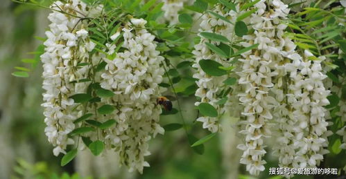 落满槐花的草地