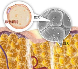 脂肪生成的秘密：转录因子如何影响我们的健康？