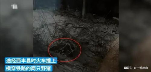 野猪与列车相撞