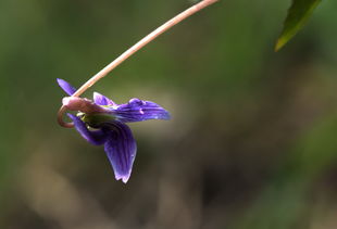 一种未知的野花图片