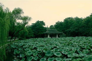 小荷才露尖尖角｜初夏的诗意与我的赏荷日记
