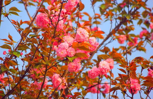 盛开的樱花树下拍照的人们