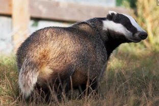 黄山麂子坠河惊魂一刻，我亲历救援全过程