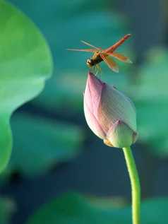 蜻蜓立于初生荷叶<p>就在这时，一只红褐色的蜻蜓轻轻落在了这片荷叶上，翅膀微微颤动，仿佛是在享受这短暂的宁静。那一刻，我按下快门，将这份美好定格。</p></div><br><div id=