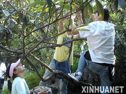 官方回应游客私摘枇杷事件：每个赔偿100元，背后真相令人深思