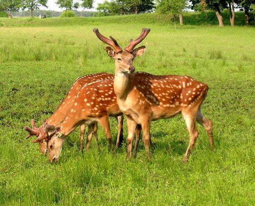 韩国将梅花鹿列为“有害野生动物”引发热议，我却发现了背后更值得深思的问题