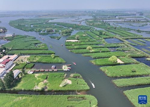 雄安新区白洋淀芦苇