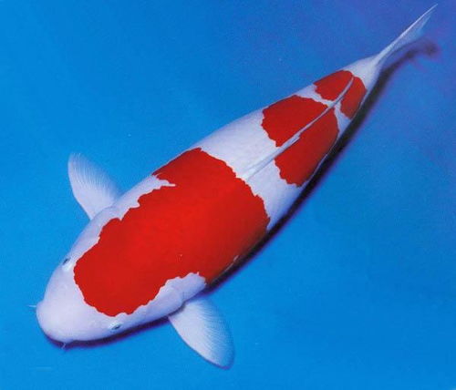 一条红色锦鲤在水中游动的高清图片