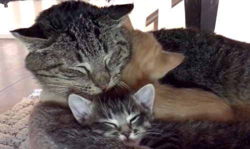 一只受伤的小猫蜷缩在草地上