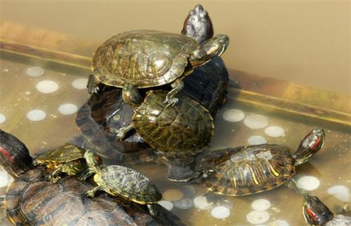 我和我的动植物朋友们：一场城市里的自然之旅