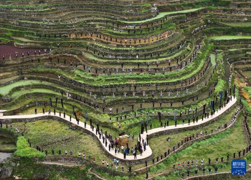 加榜梯田农耕体验