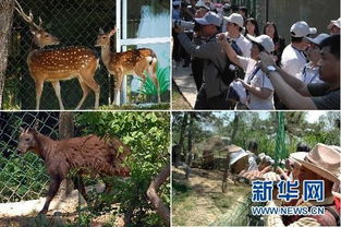 梅花鹿在城市公园内被游客围观