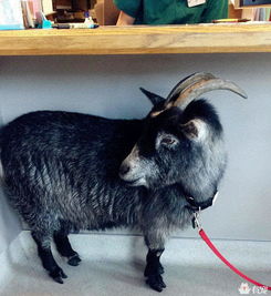 老山羊与小狐狸：一场关于成长的奇妙邂逅