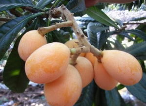 果农查看受损枇杷