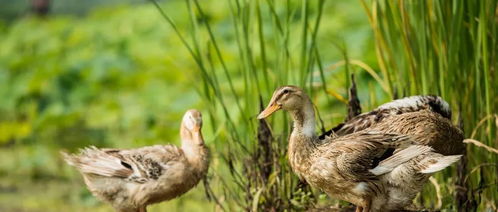 一只正在跳跃的鸭子