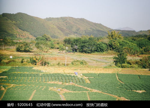 一片广阔的田野