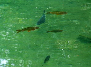 贵州网友拍到河里一群大鱼游过，这壮观场面让人直呼“梦里才见”！